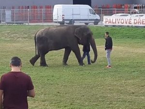 VIDEO: Po Komárově v Brně se potuloval slon, utekl z cirkusu