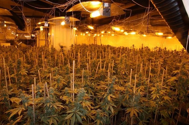 Snímek z pěstírny, kterou odhalili policisté v roce 2014