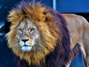 Ministerstvo chce úplně zakázat vystupování zvířat v cirkusech. Přijedu se lvy na Václavák, vzkazuje Berousek