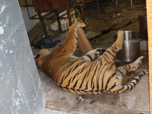 Případ zabíjení tygrů pokračuje, aktuálně došlo na návrh k podání obžaloby
