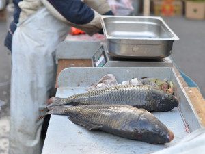 Vánoční ryby opět zdražily, další růst cen obchodníci v dohledné době nečekají