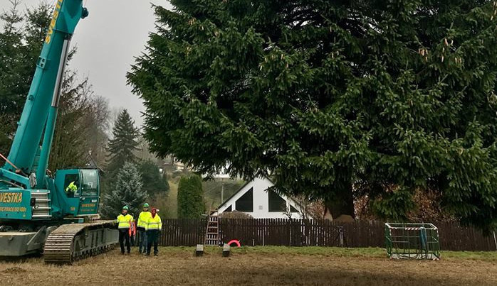 Vánoční strom pro Staroměstské náměstí je pokácen. Z Rynoltic zamíří do Prahy.
