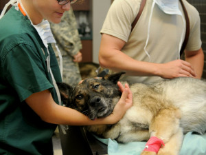 I za zdravého psa se u veterináře zaplatí minimálně tisíc korun ročně