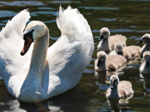 Mládě labutě přišlo o křídlo, protože ho lidé krmili pečivem