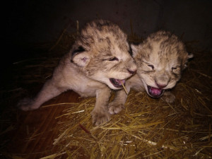 VIDEO: Předvánoční přírůstek. V Liberecké ZOO se narodila dvě lví mláďata