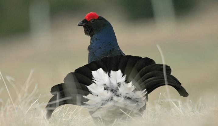 ilustrační foto, Tetřívek obecný