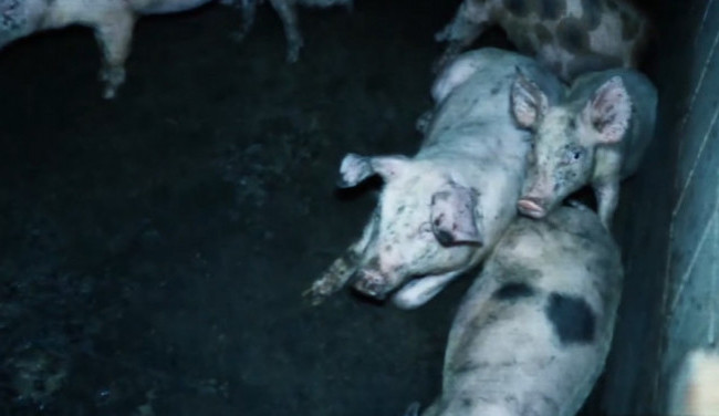 VIDEO: Prasata ve vlastních výkalech a bez pohybu. Aktivisté zveřejnili záběry z velkochovů na Hradecku