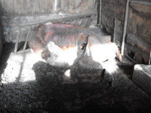 Vyhublá a trpící zvířata i uhynulá kráva a prasata. Veterináři řeší případ týrání