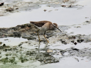 Jak čistit skládkové vody plné pesticidů? Liberecká univerzita to umí