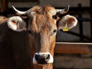 Kousek za hranicemi v polském městě Mirsk se objevil atypický případ nemoci šílených krav