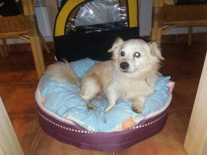 Filípem je nyní v dočasné péči a vyhlíží nový domov.