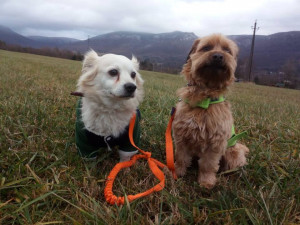 Filípem je nyní v dočasné péči a vyhlíží nový domov.