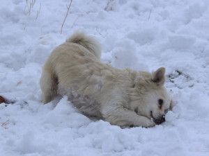 Filípem je nyní v dočasné péči a vyhlíží nový domov.