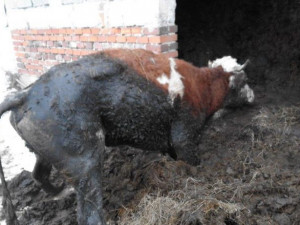 Za týrání skotu dostal chovatel z Trutnovska podmínku a 10 let nesmí chovat dobytek