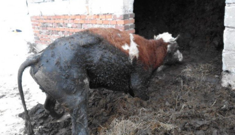 Za týrání skotu dostal chovatel z Trutnovska podmínku a 10 let nesmí chovat dobytek.