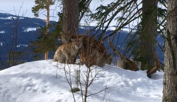 VIDEO: Šel jsem kontrolovat fotopasti a najednou vidím chrápající rodinku. Český fotograf natočil rysy na Šumavě