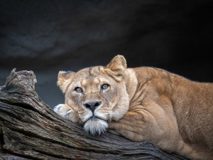 Veterináři řeší na Jindřichohradecku nepovolený chov lvů