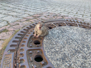 FOTO: Uvízlého potkana zachránili hasiči. Zpráva obletěla svět. Lidé mu přáli ale i drastickou smrt