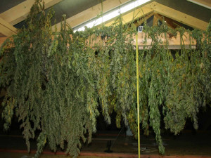 Policisté zabavili 50 kilo trávy, dealer byl přitom na marihuanu alergický.