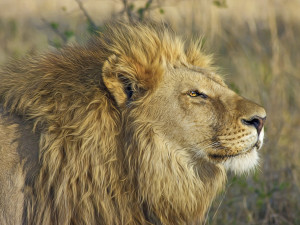 Policisté potvrdili úmrtí chovatele, ve Zděchově ho napadl lev