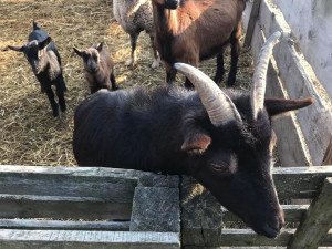 Majitelé se už nemohli starat o svá zvířata, díky pomoci nešla na porážku ale do nových domovů