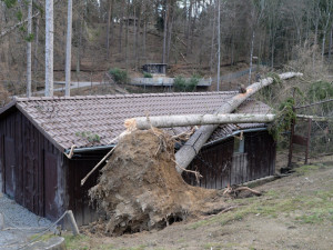 Olomoucká zoo se zotavuje z vichřice Eberhard. Pomoci můžete i vy