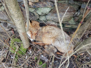 Lišek nakažených prašivinou přibývá. V okolí Boršova už jich bylo nalezeno šest