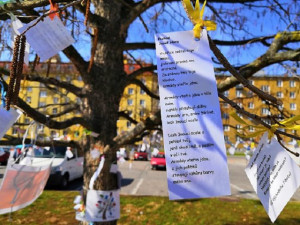 FOTO: Na náměstí v Blansku vykvetl básníkovník