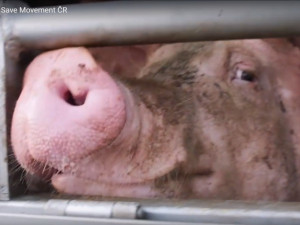 Sdružení Zvířata nejíme se snaží prosadit zavedení kamerového systému na českých jatkách.