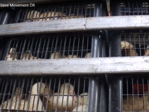 Sdružení Zvířata nejíme se snaží prosadit zavedení kamerového systému na českých jatkách.