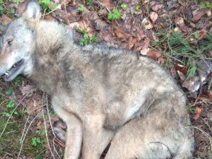 Řidič u Ralska srazil vlka. Zvíře nepřežilo, skončí jako exponát v muzeu