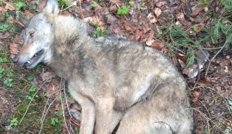 Řidič u Ralska srazil vlka. Zvíře nepřežilo, skončí jako exponát v muzeu.