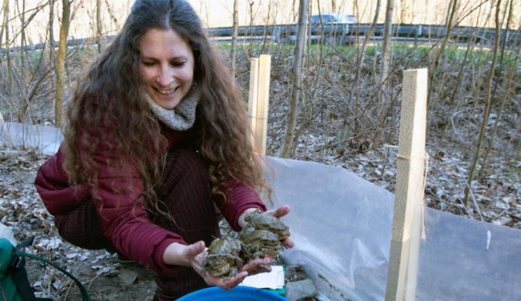 Martina Huběnková zachraňuje ropuchy před koly aut. Věnuje tomu čas i peníze