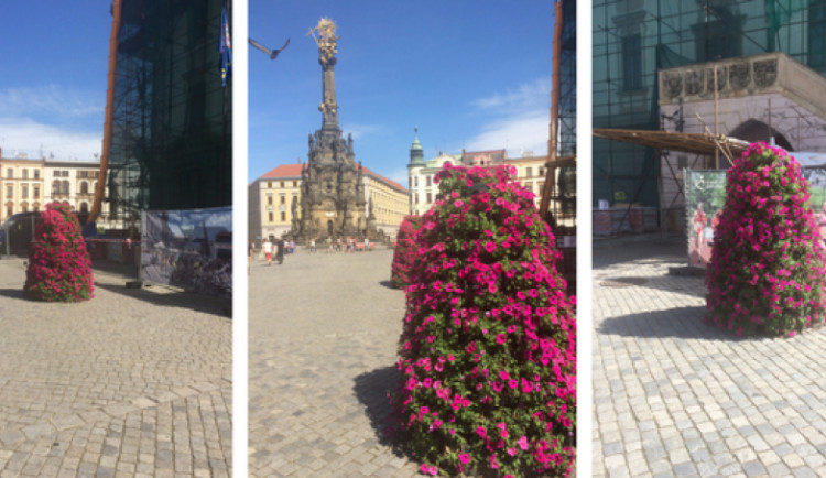 Bude Olomouc opět městem květin? V létě se rozšíří květinová výzdoba na Horním náměstí