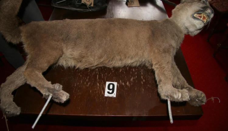 Jeden ze zadržených kusů.