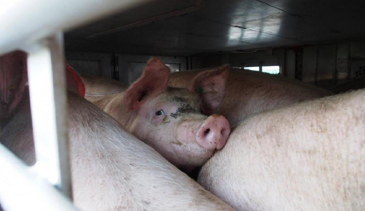 Ilustrační snímek.