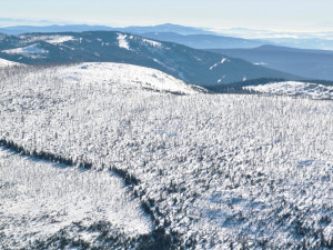 Podle vědců hrozí ČR za navrhované zóny Národního parku Šumava sankce