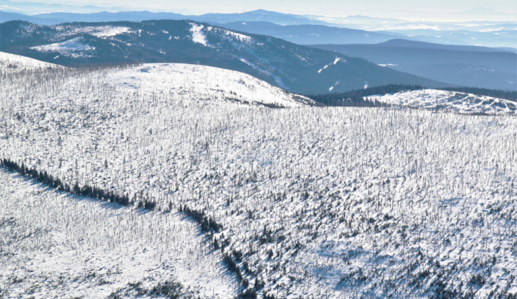 Šumava po zasažení kůrovcem.