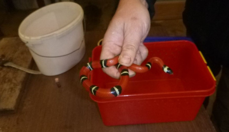 Korálovka lezla po závěsu v kupé.