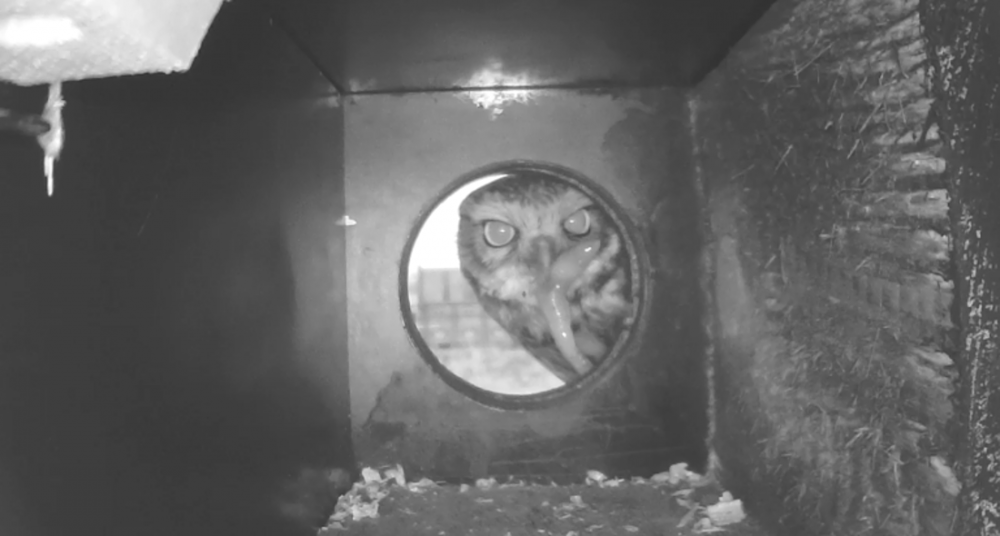 Nahlédněte sýčkovi do ložnice. Nové kamery sledují hnízdění ohrožené sovy