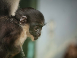 Liberecká ZOO slaví. Popré v historii se tu narodil kočkodan Dianin