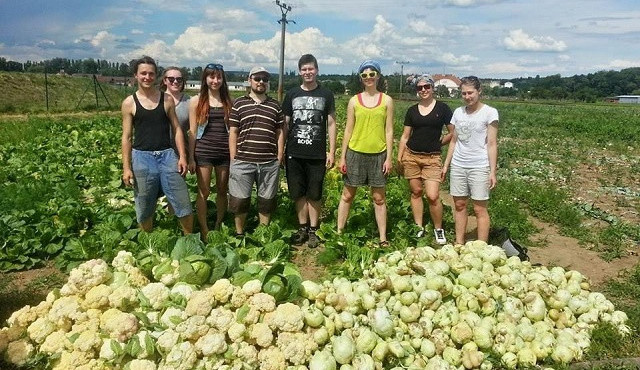 I ošklivá zelenina má šanci! Paběrkování po brněnsku zachrání ročně tuny přebytečných plodin.