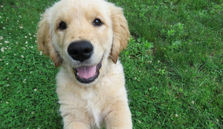 Žena poslala peníze jako zálohu za štěně. Prodávající přestala komunikovat