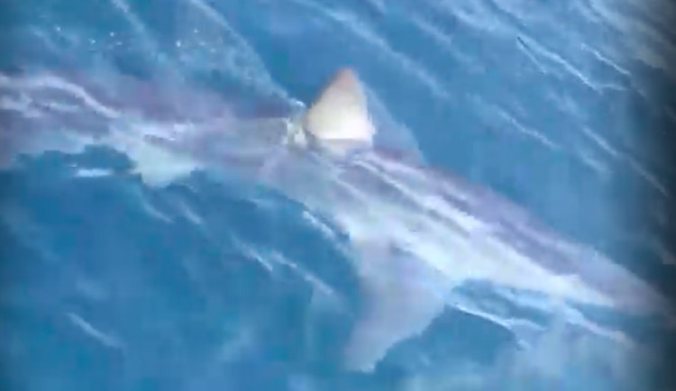 Nebezpečný žralok mako se objevil na Makarské. Natočil ho německý turista.