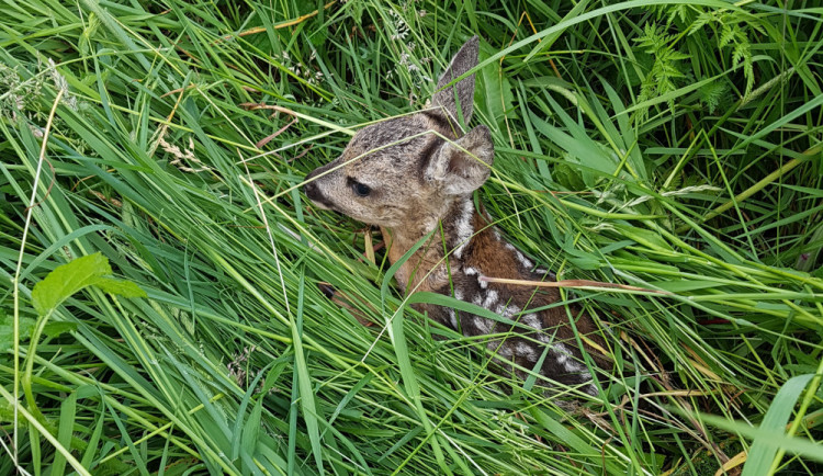 Ročně zemřou při sečení desítky tisíc srnčat. Dobrovolníci je zachraňují i pomocí dronů.