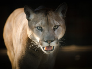 Na Jindřichohradecku pobíhá puma. Lidé by měli být opatrní při pohybu v lese