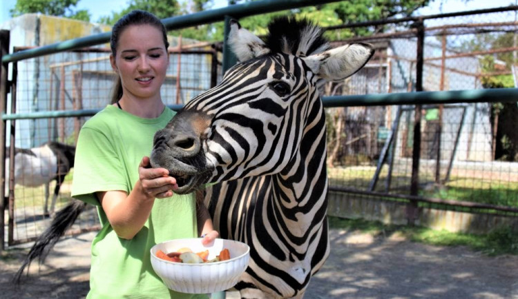 FOTO/VIDEO: V olomoucké zoo mají nového zebřího samce. Kayes přijel z Plzně