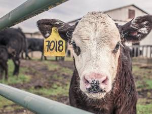 Hospodářská zvířata v těchto dnech nesmí cestovat více než 600 kilometrů, rozhodli veterináři