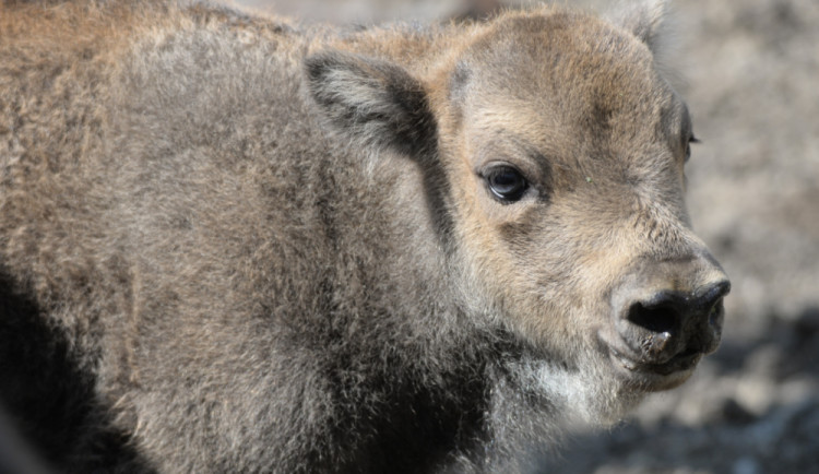 Zoo má dva nové zubříky. V Olomouci se od roku 2013 odchovalo sedm zubrů
