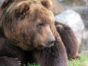 Brněnská ZOO truchlí. Včera ráno musela utratit medvěda Jelizara